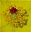 Pistil and Stamens